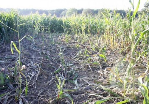 Sangliers dégâts.jpg