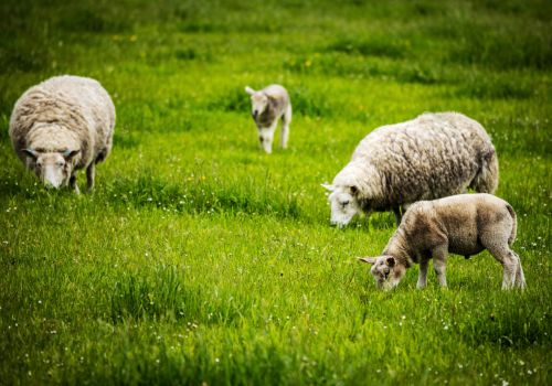 Pâturage brebis.jpg