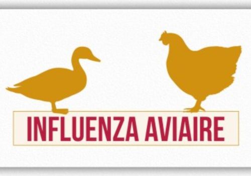influenza-aviaire.jpg